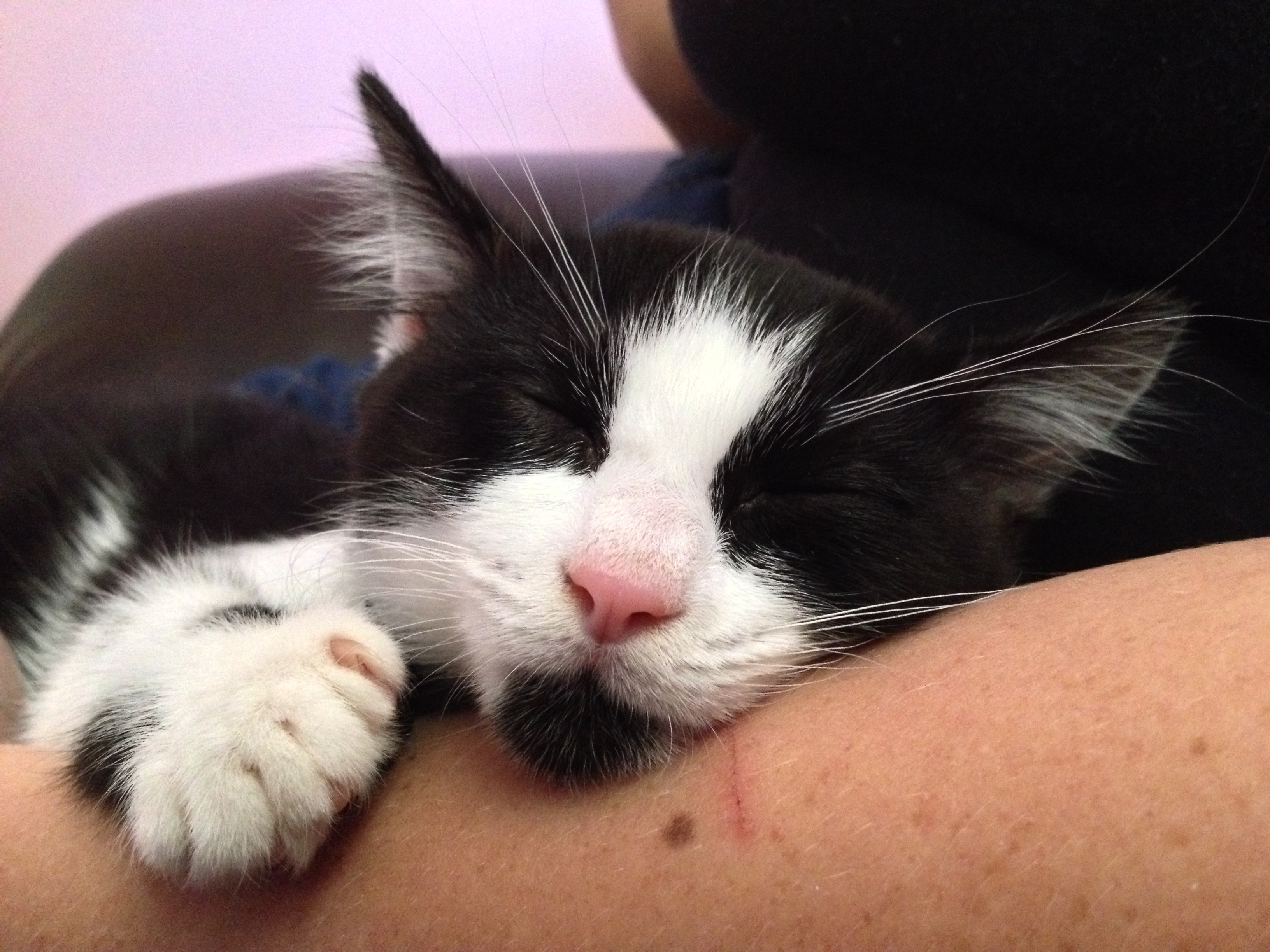 black cat, tuxedo cat, cat, Earl Grey Editing, kitten, kitten cuddles, sleeping cat, sleeping kitten