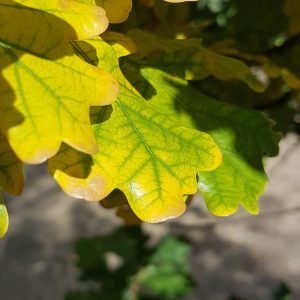 Earl Grey Editing, English oak, autumn leaves